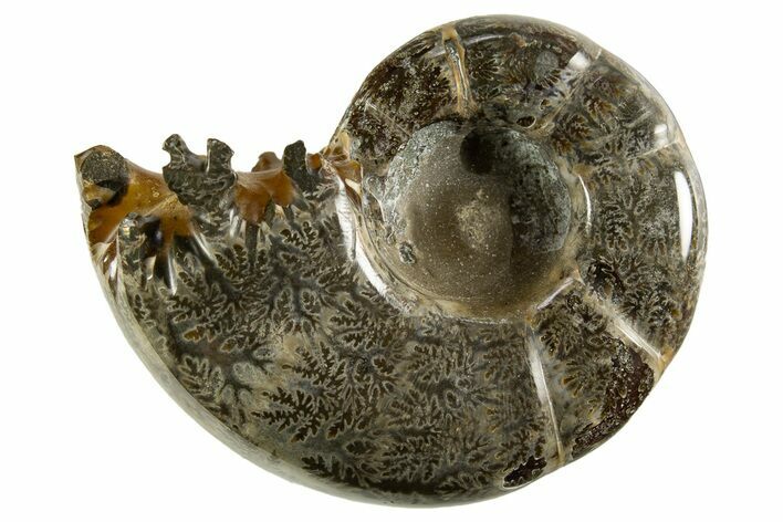 Polished, Chambered Ammonite (Argonauticeras) Fossil - Madagascar #327346
